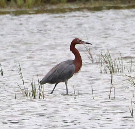 Reddish Egret - ML641836145