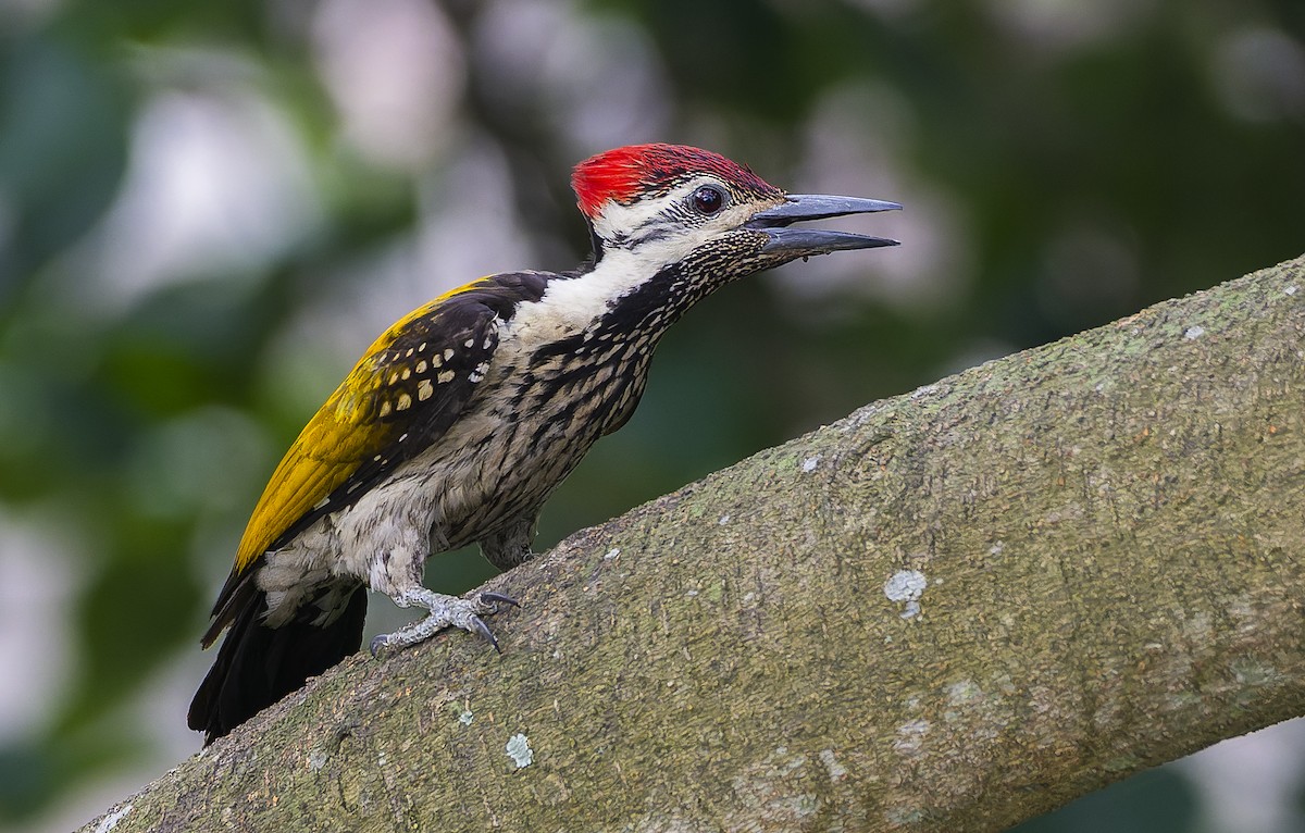 Black-rumped Flameback - ML641836146