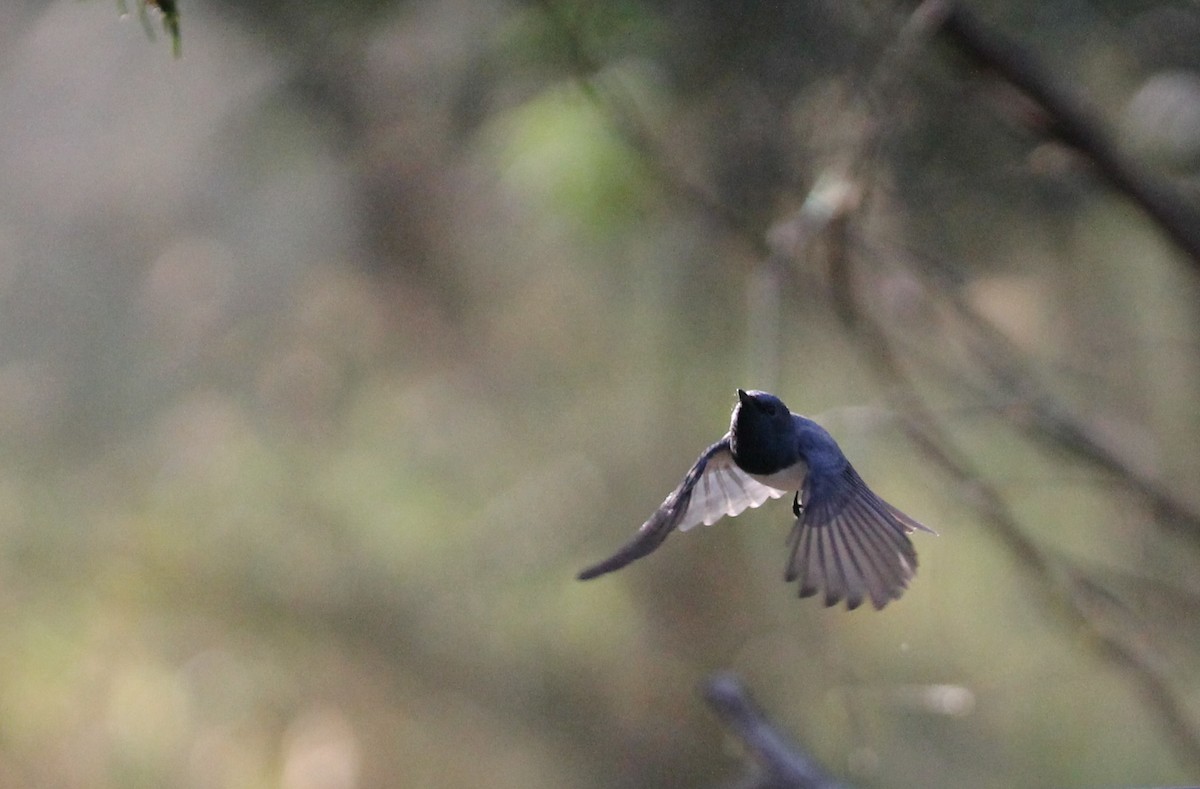Leaden Flycatcher - ML641836168