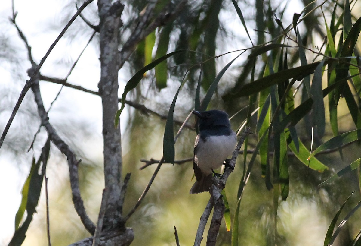 Leaden Flycatcher - ML641836169