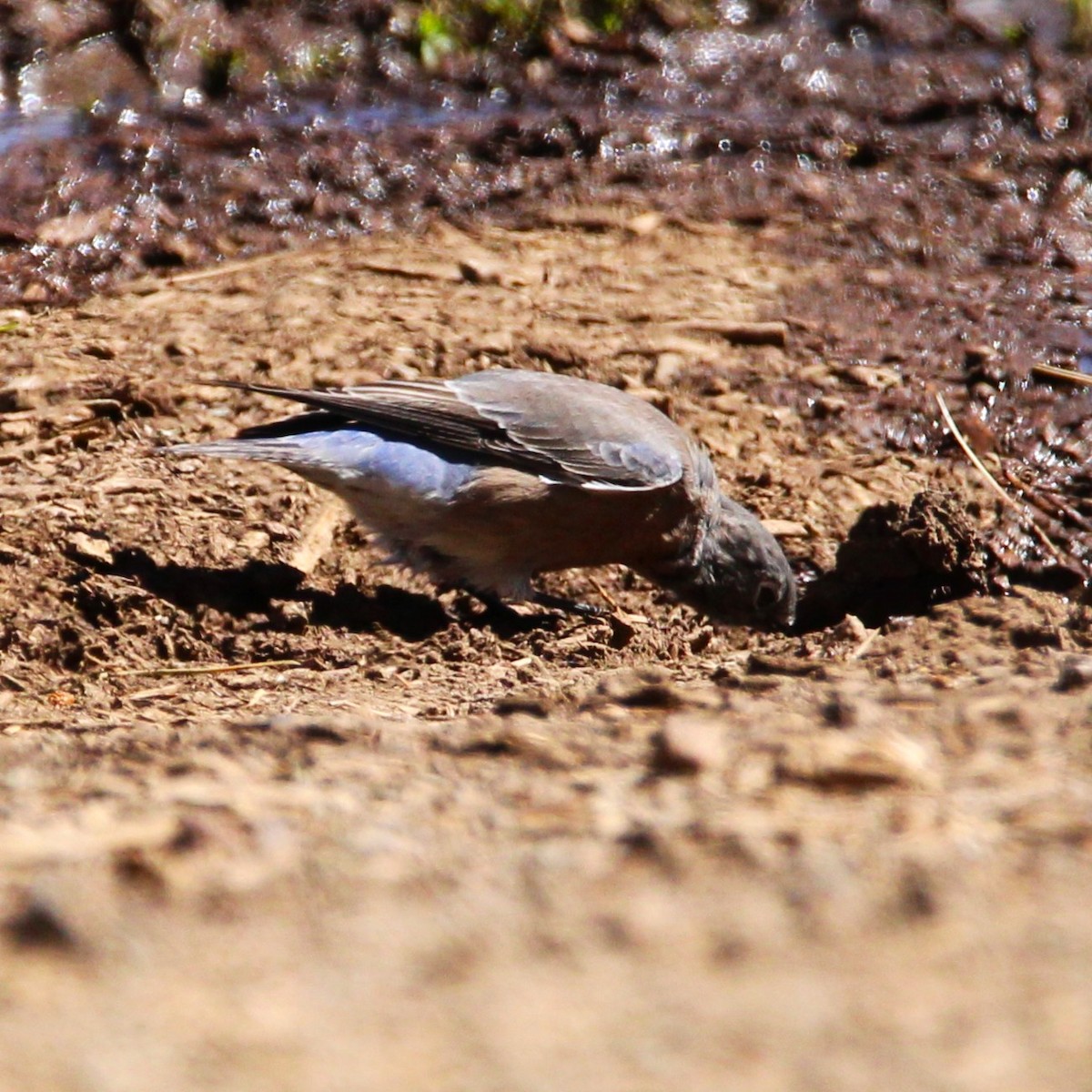 Western Bluebird - ML641836189