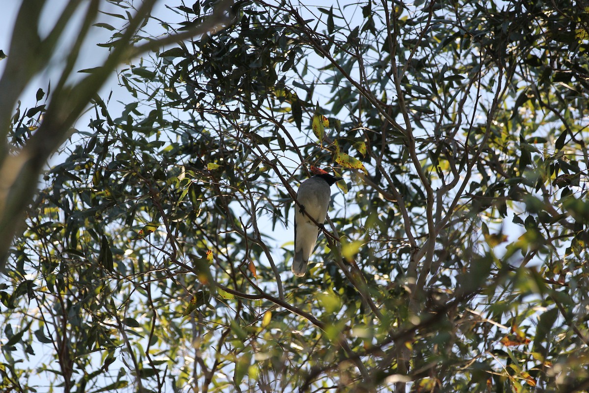 Black-faced Cuckooshrike - ML641836192