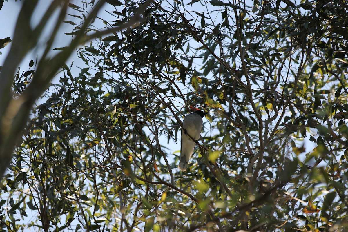 Black-faced Cuckooshrike - ML641836193