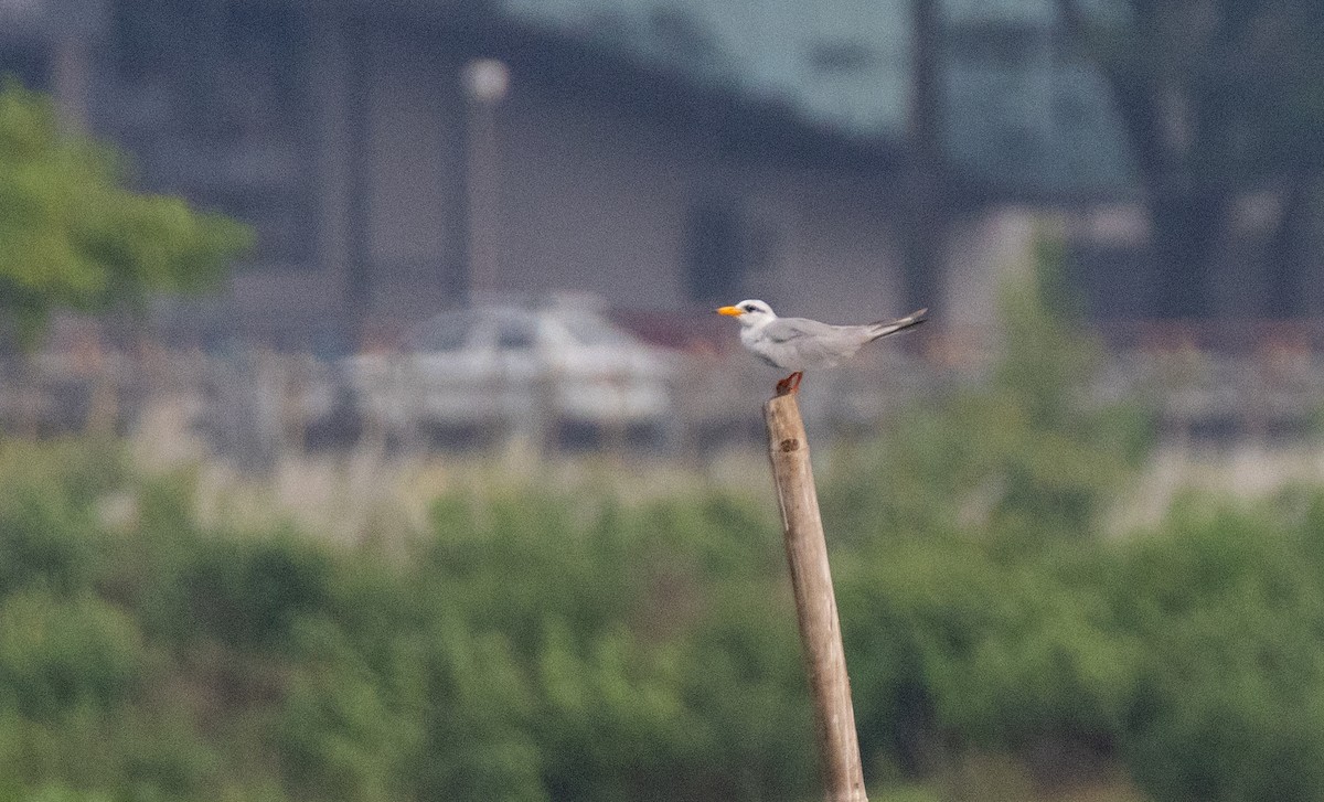 River Tern - ML641836198