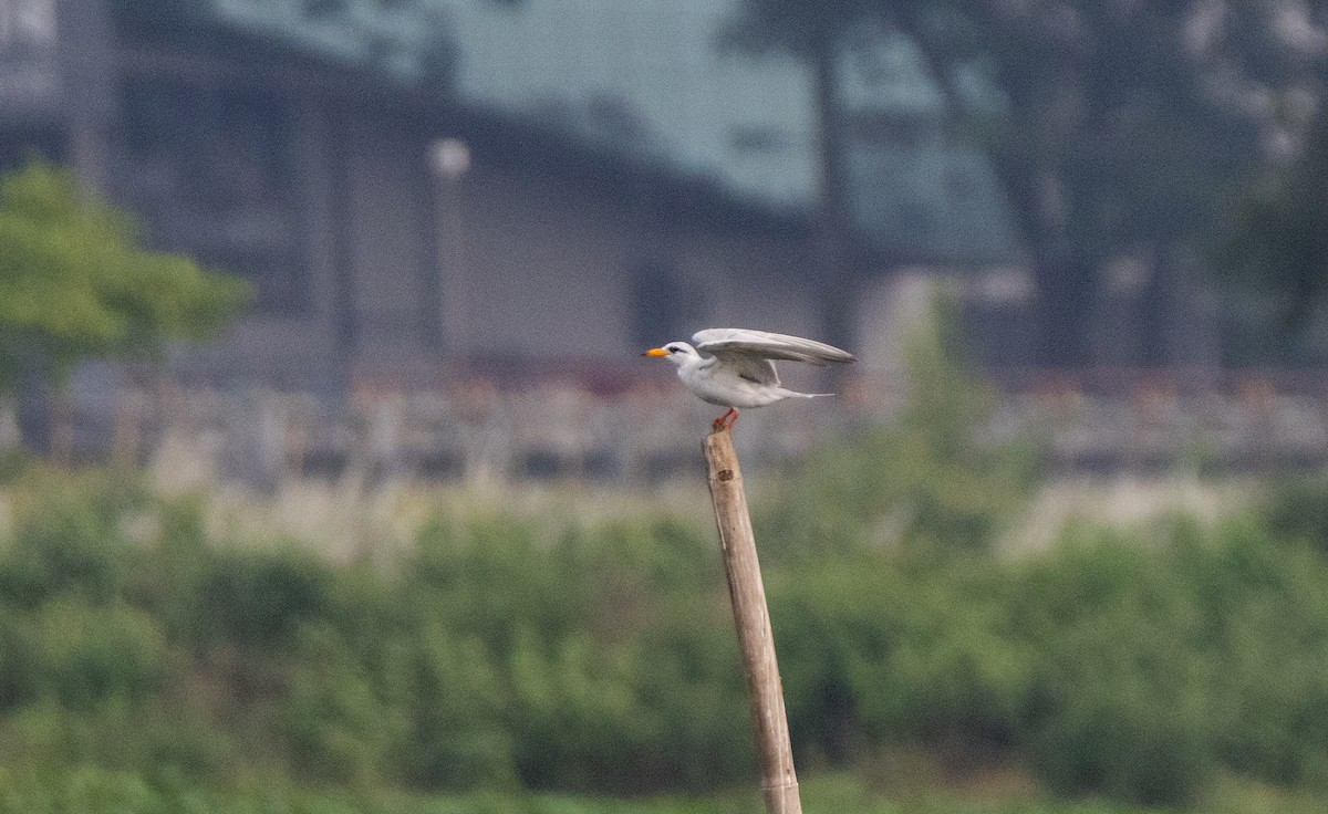 River Tern - ML641836199