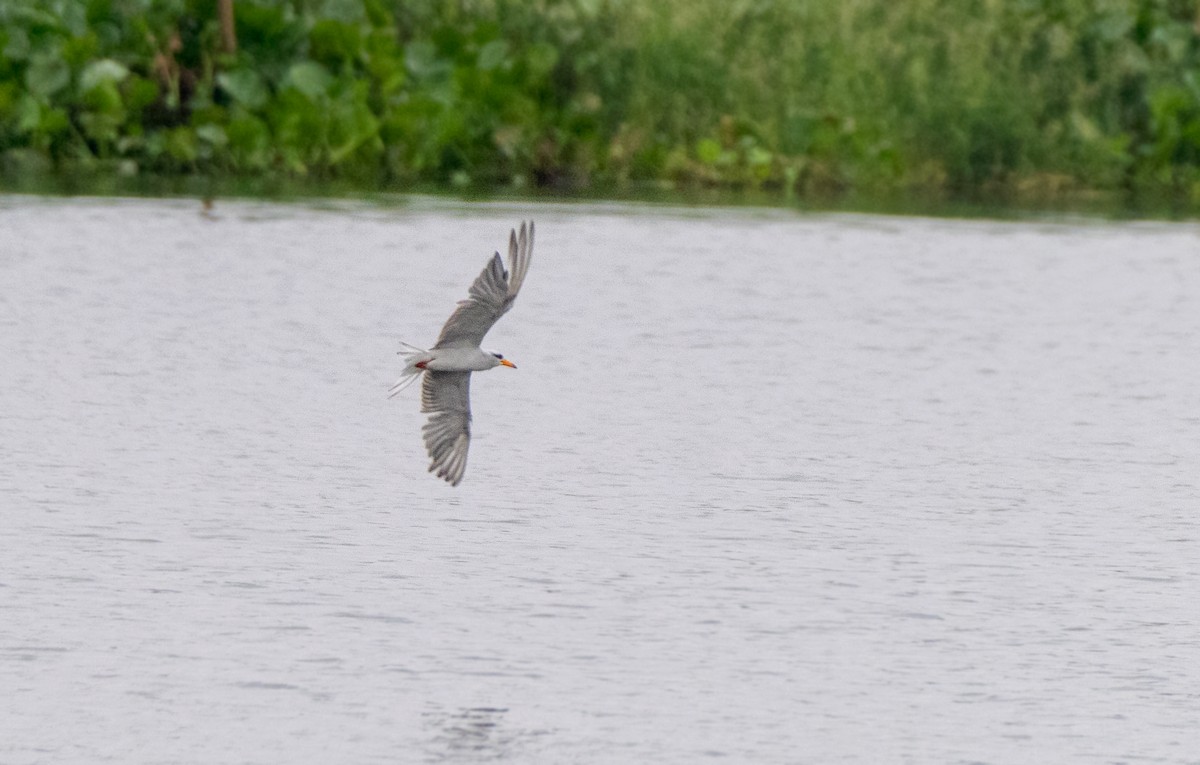River Tern - ML641836200