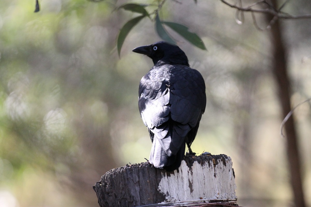Torresian Crow - ML641836205