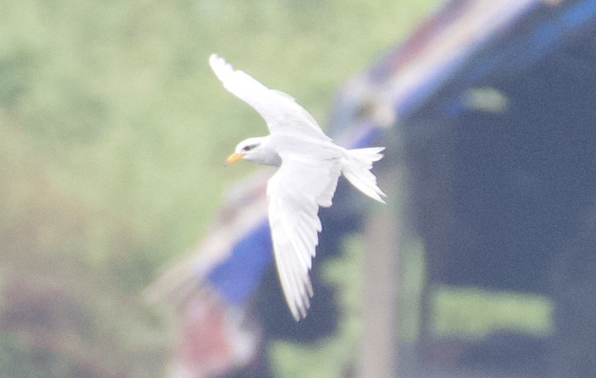 River Tern - ML641836209