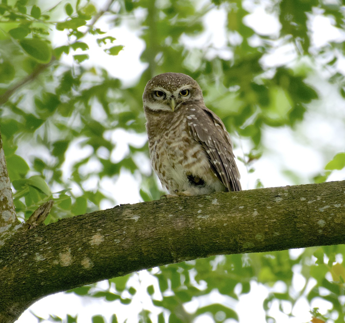Spotted Owlet - ML641836212