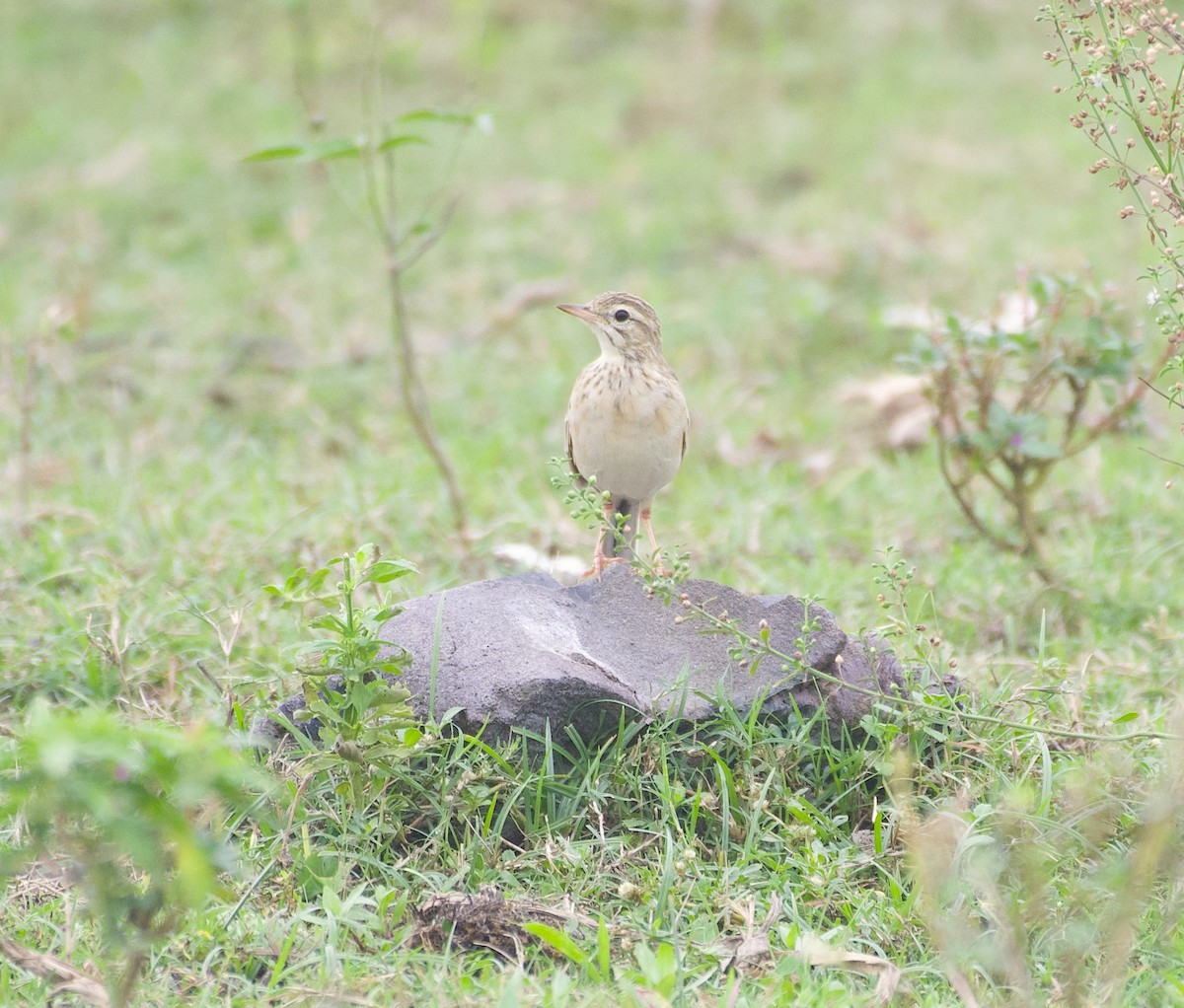 Pipit rousset - ML641836216