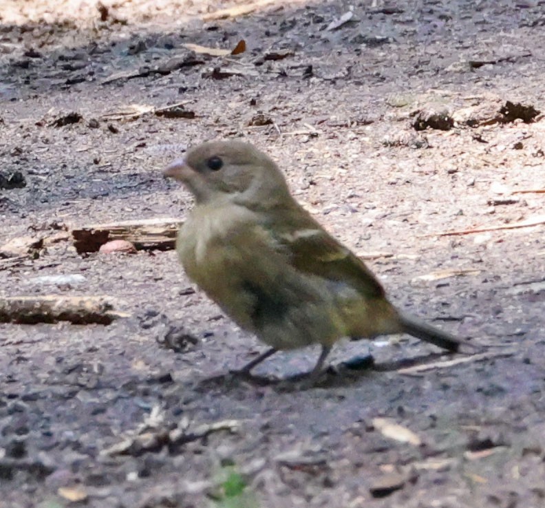 Lazuli Bunting - ML641836258
