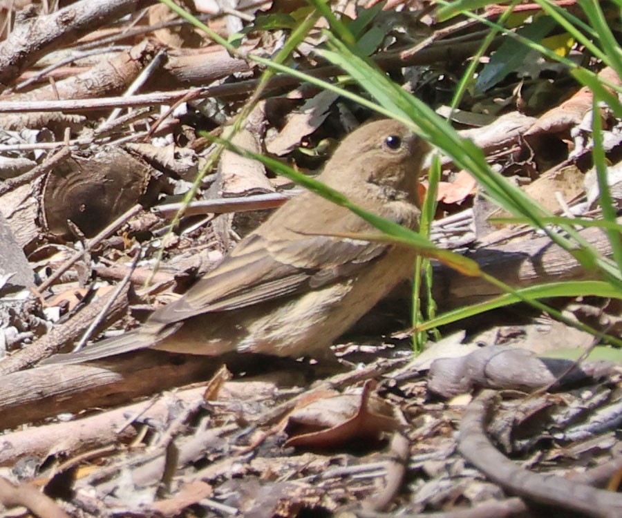 Lazuli Bunting - ML641836259