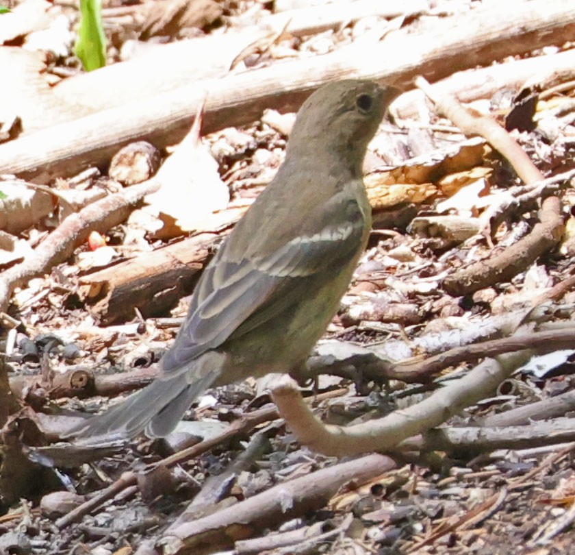 Lazuli Bunting - ML641836260