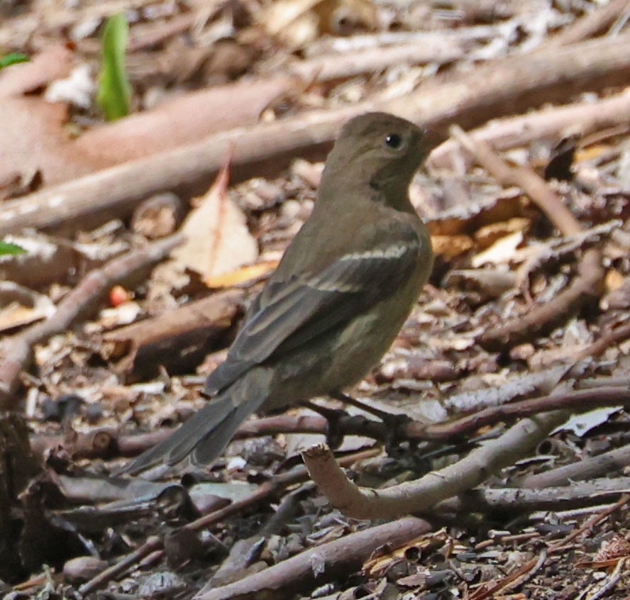 Lazuli Bunting - ML641836261