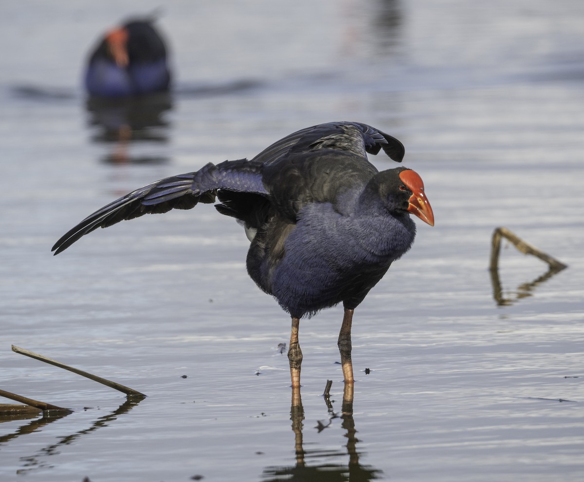 Australasian Swamphen - ML641836308