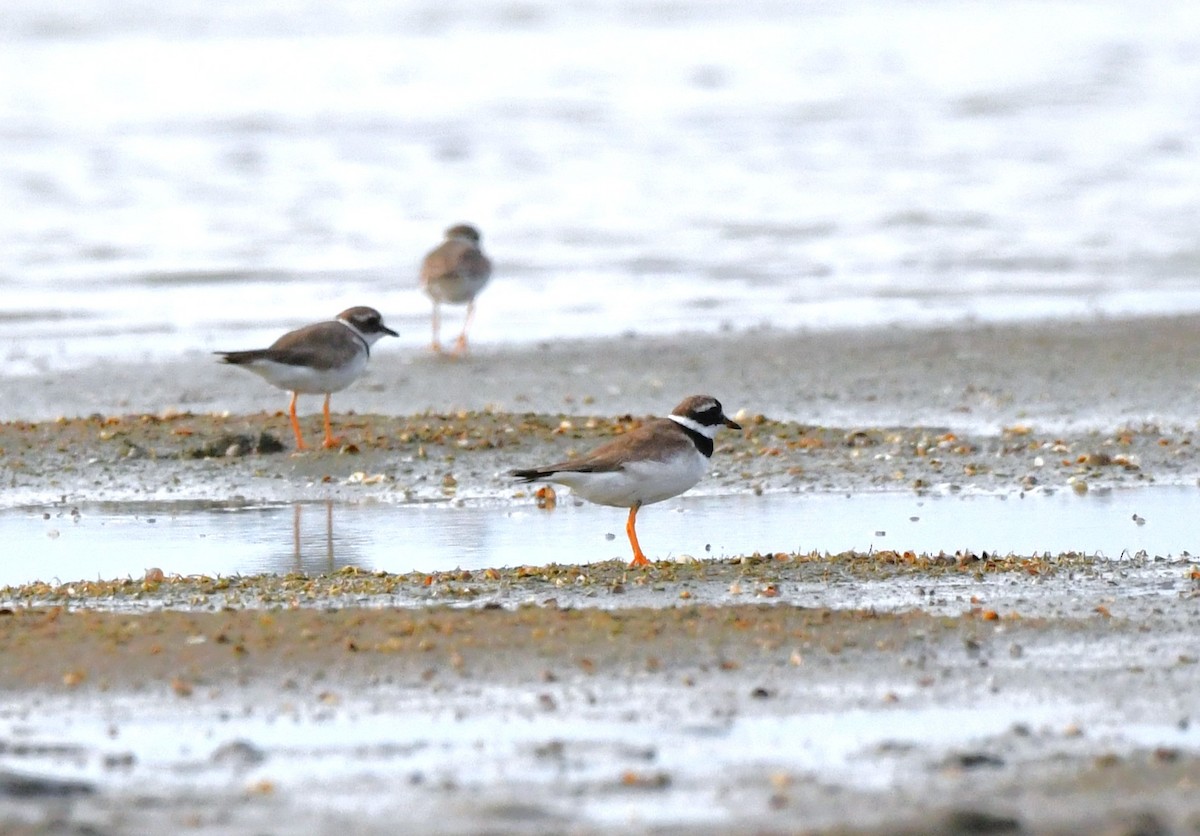 kulík písečný - ML641836314