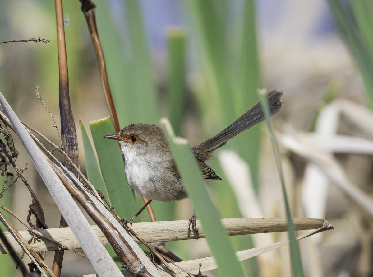Superb Fairywren - ML641836315