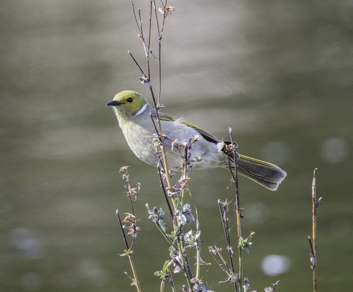 White-plumed Honeyeater - ML641836320