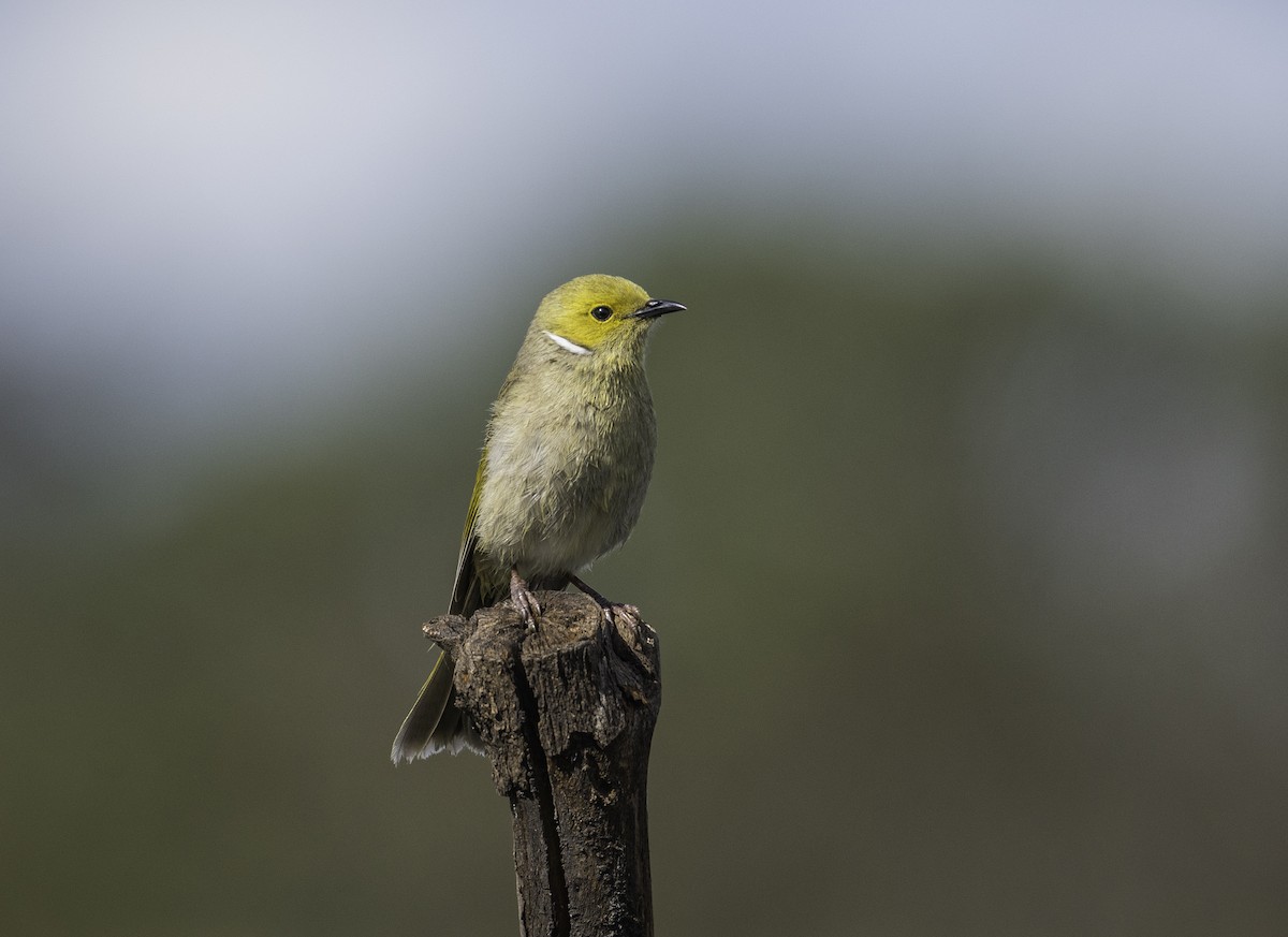 White-plumed Honeyeater - ML641836321