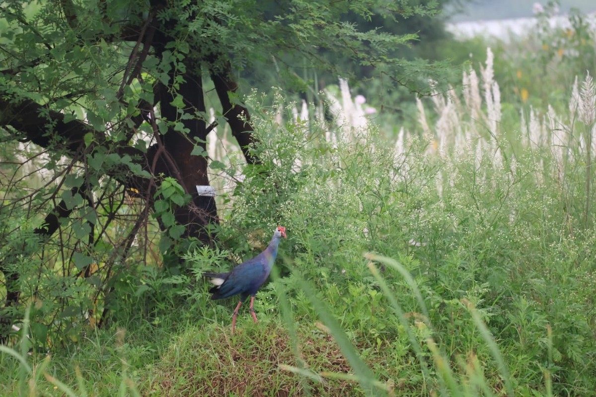Gray-headed Swamphen - ML641836325
