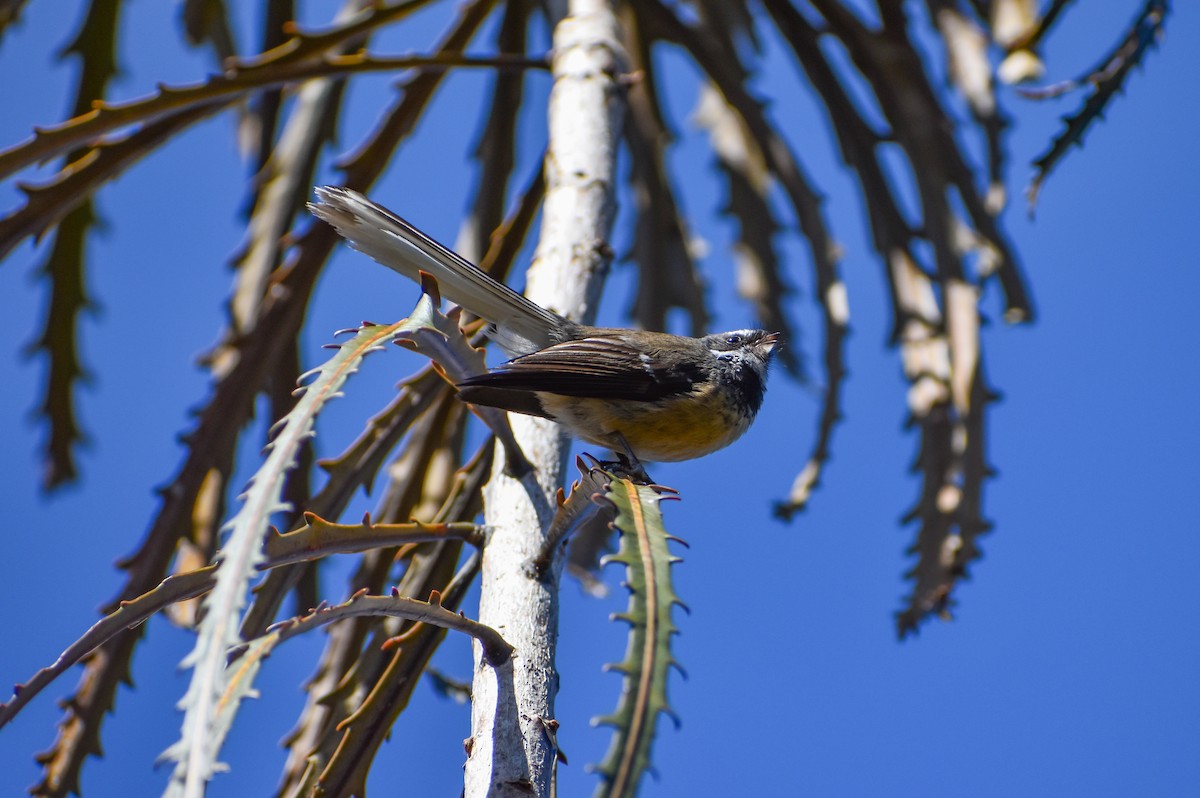 New Zealand Fantail - ML641836338
