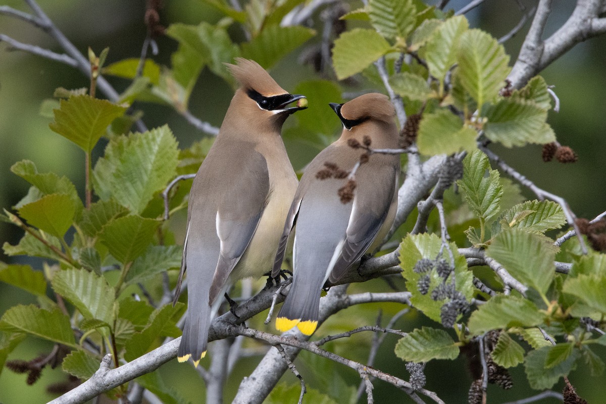 Cedar Waxwing - ML641836339