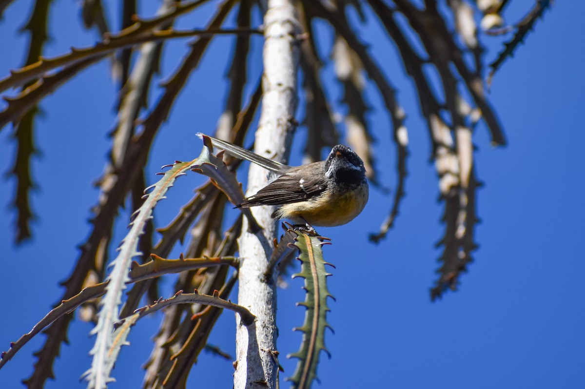 New Zealand Fantail - ML641836340