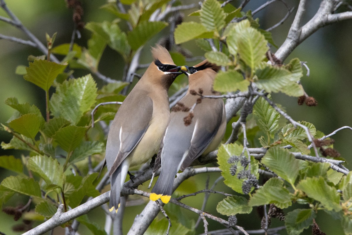 Cedar Waxwing - ML641836341