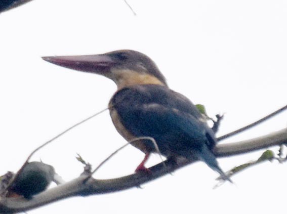 Stork-billed Kingfisher - ML641836343