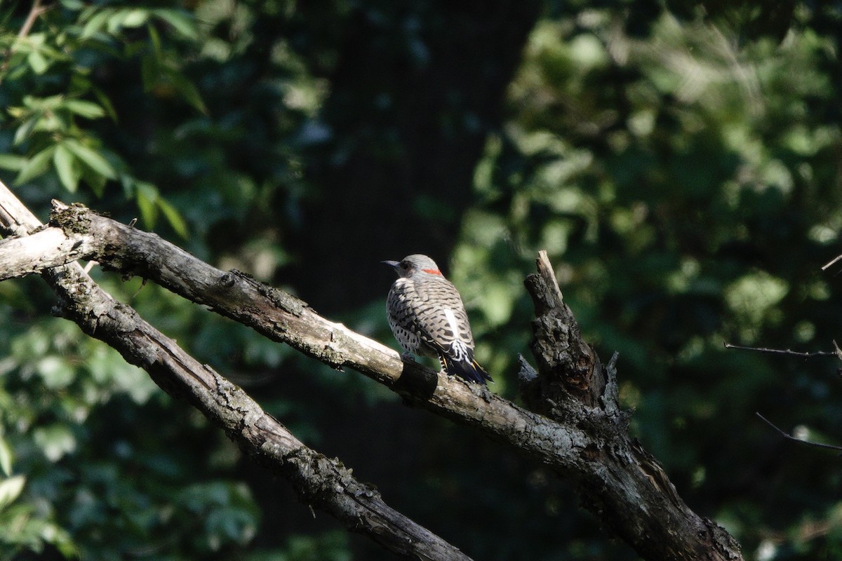 Northern Flicker - ML641836346