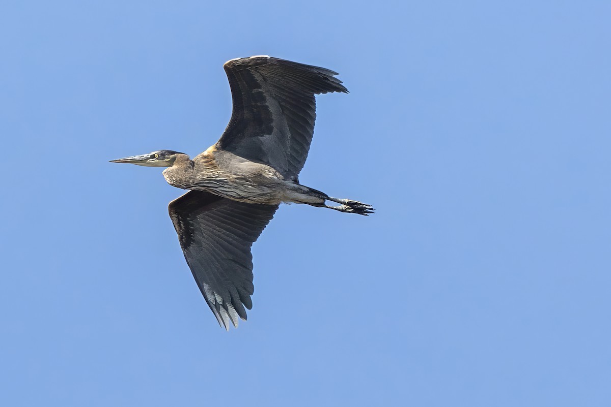 Great Blue Heron - ML641836347