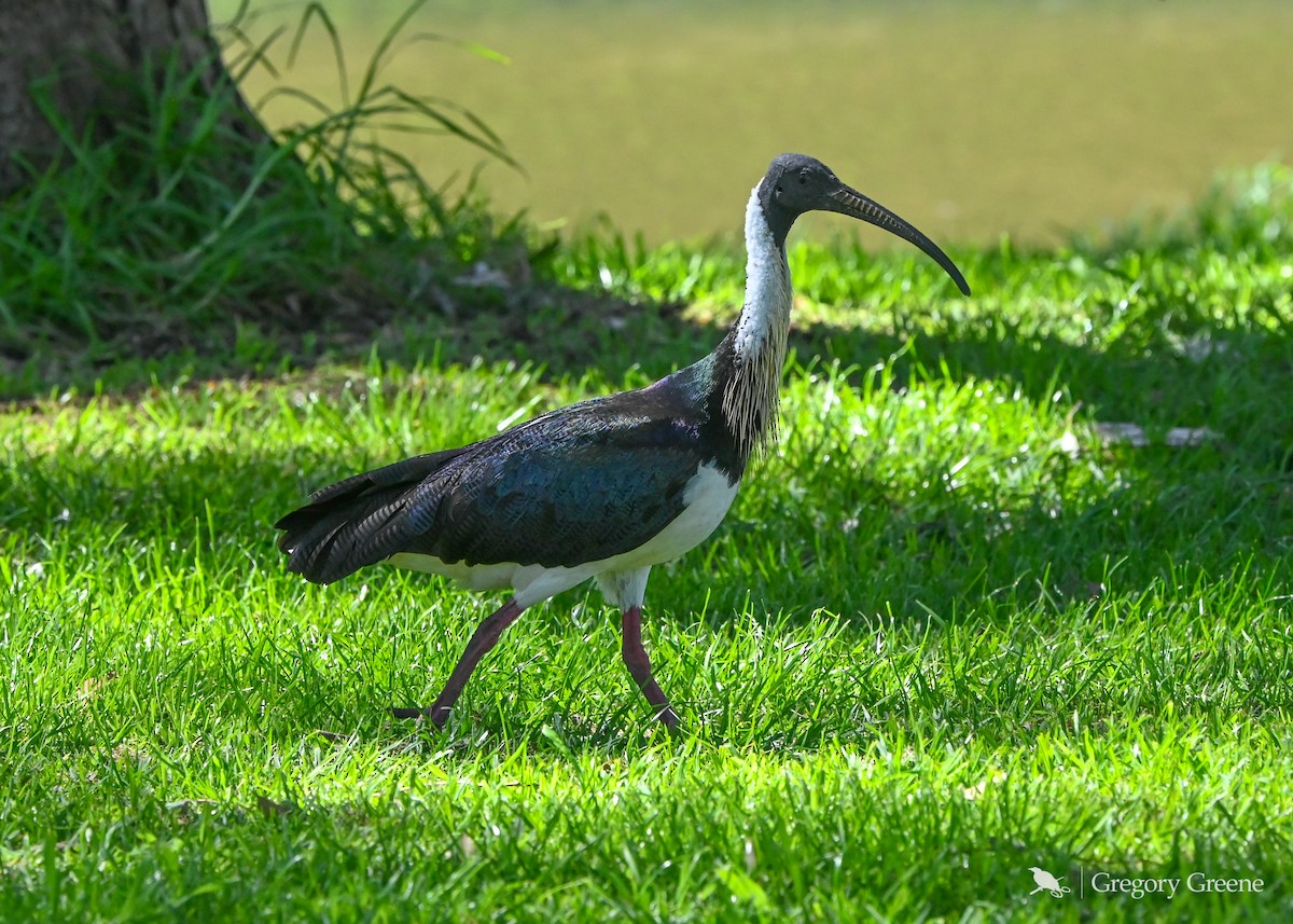 Straw-necked Ibis - ML641836348