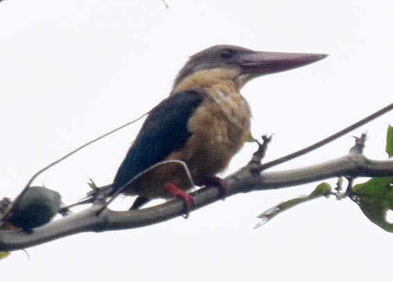 Stork-billed Kingfisher - ML641836349