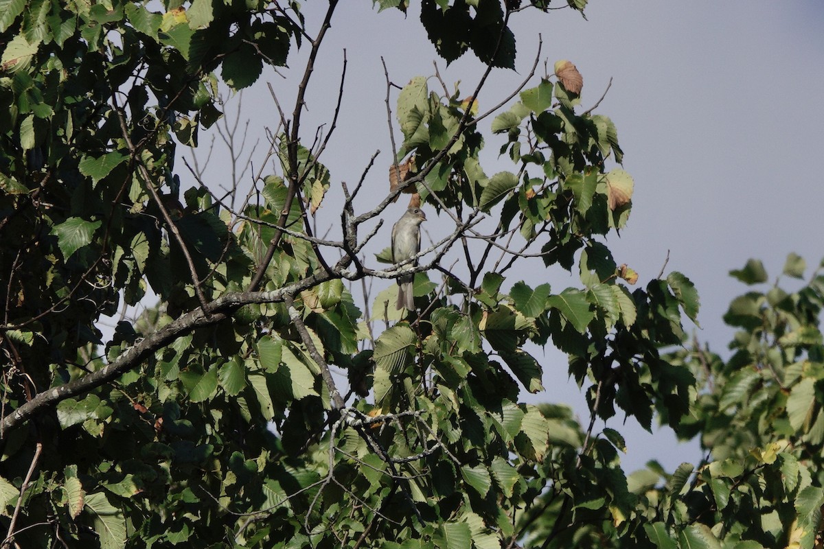 Eastern Wood-Pewee - ML641836354