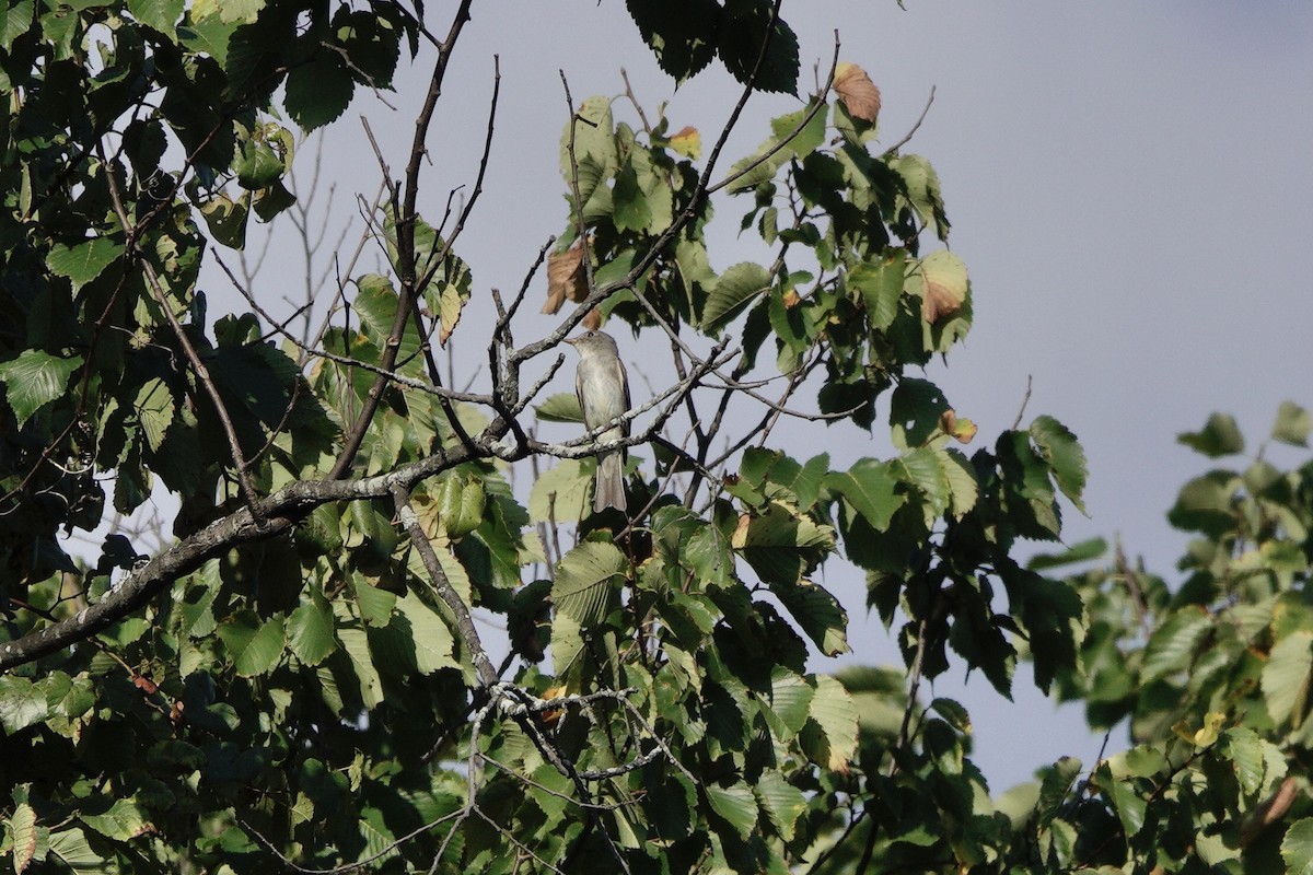 Eastern Wood-Pewee - ML641836355