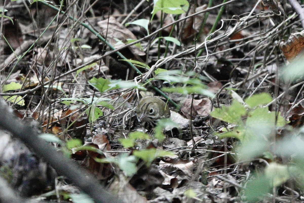 Ovenbird - ML641836357