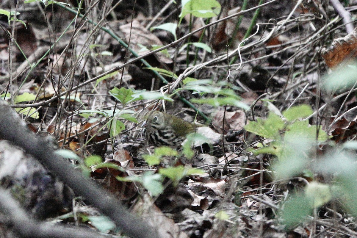 Ovenbird - ML641836358