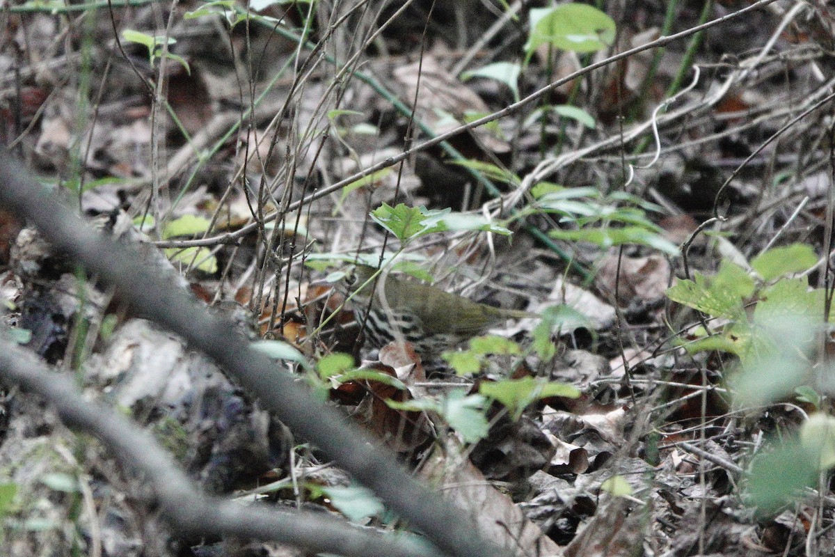 Ovenbird - ML641836359