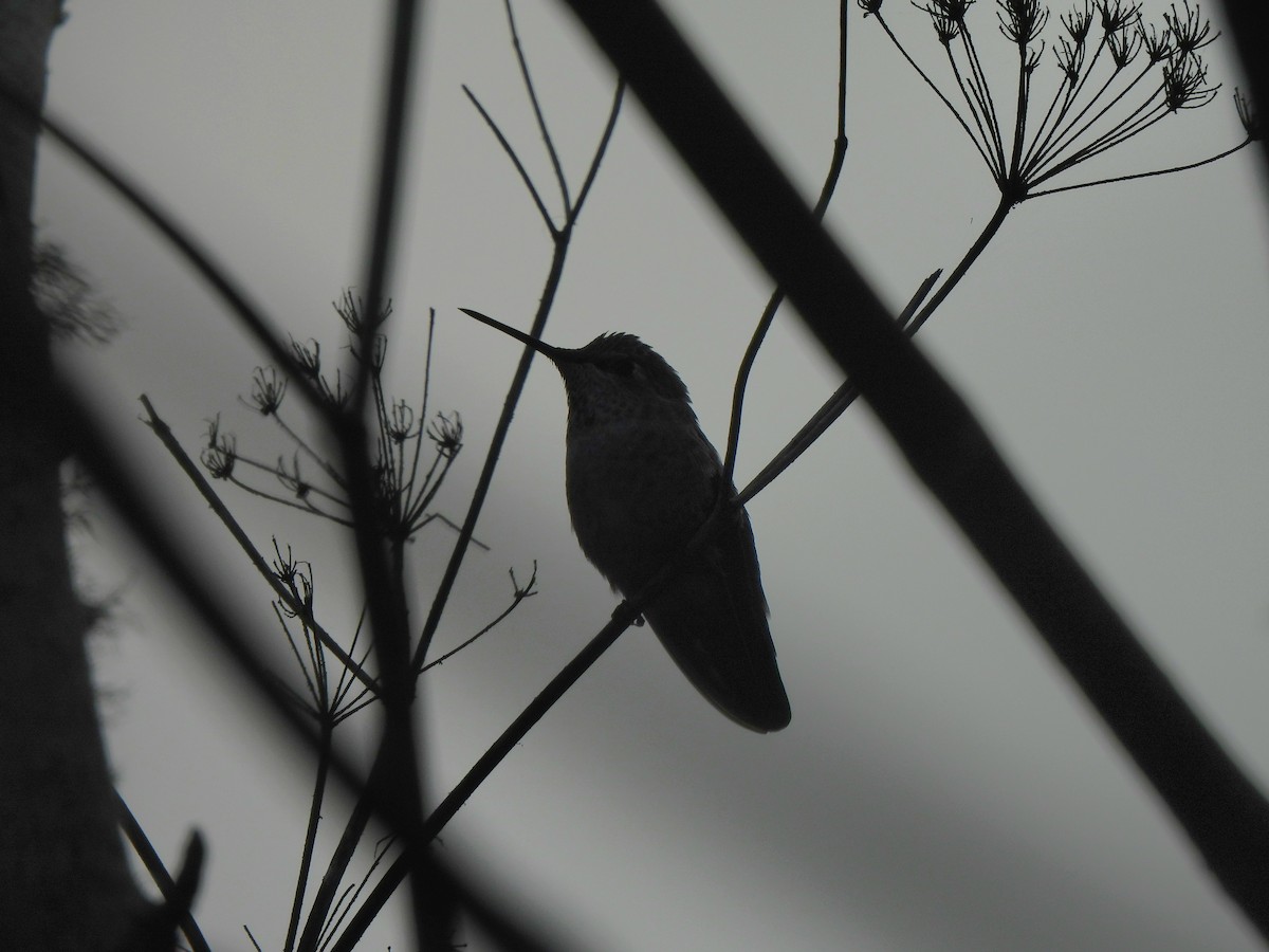 Anna's Hummingbird - ML641836362