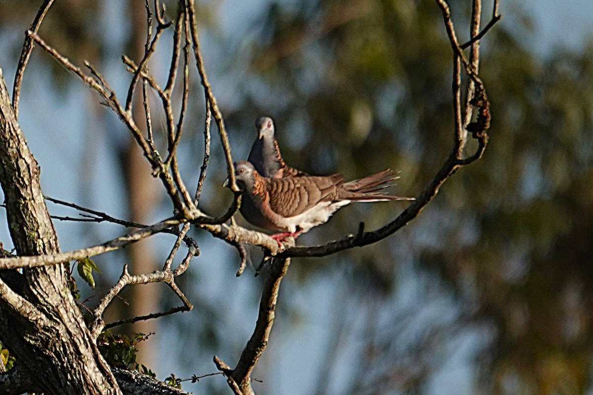 Bar-shouldered Dove - ML641836368
