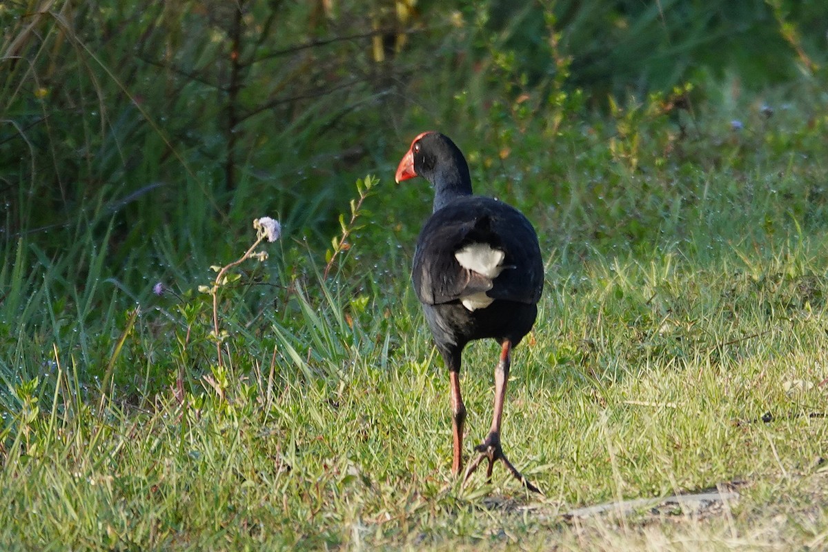 Australasian Swamphen - ML641836372