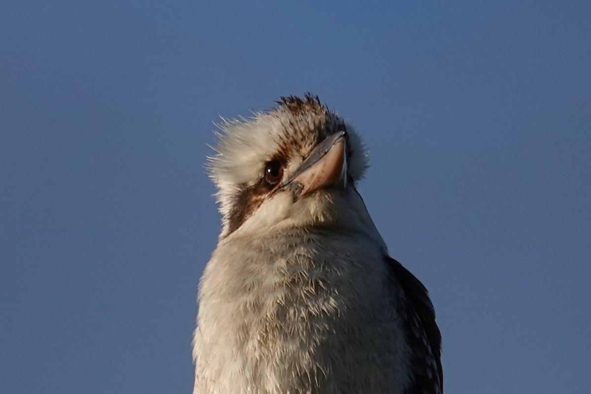 Laughing Kookaburra - ML641836376