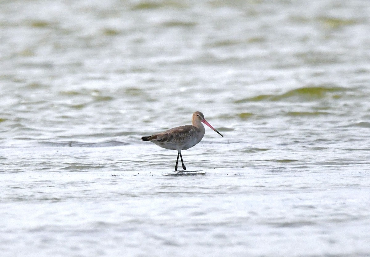 břehouš černoocasý - ML641836388