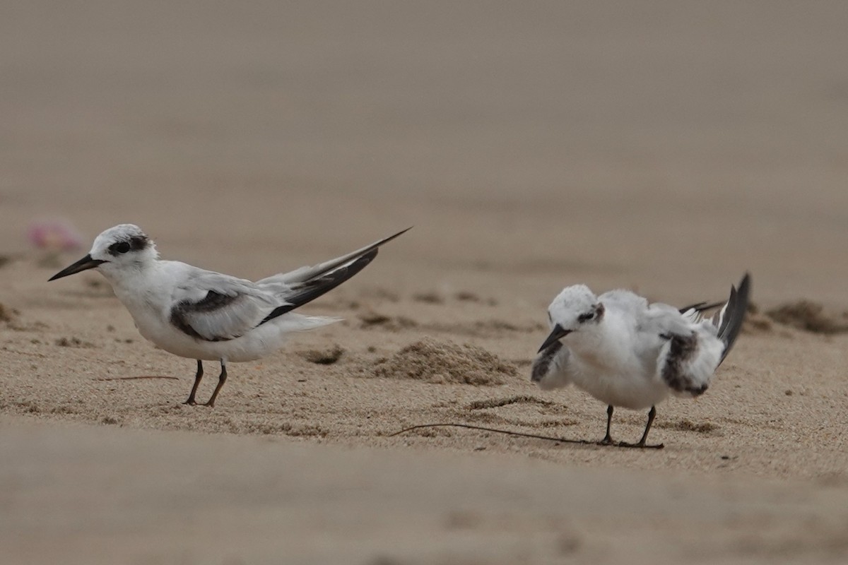 Saunders's Tern - ML641836414