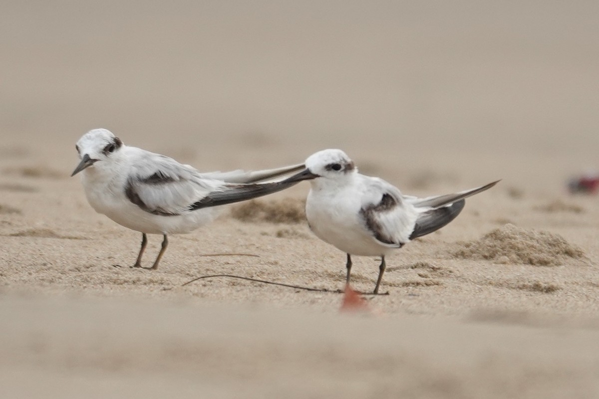 Saunders's Tern - ML641836415