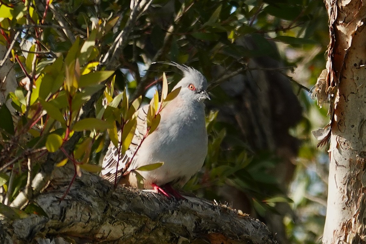 Crested Pigeon - ML641836419