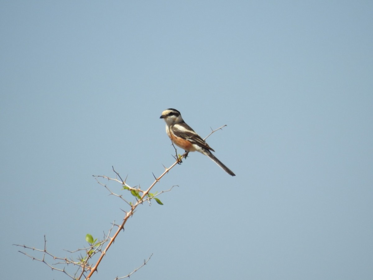 Masked Shrike - ML641836420