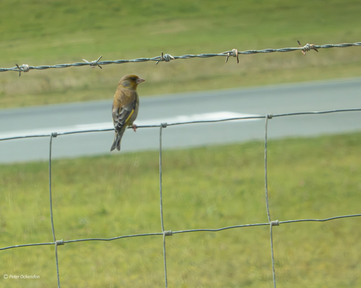 European Greenfinch - ML641836422