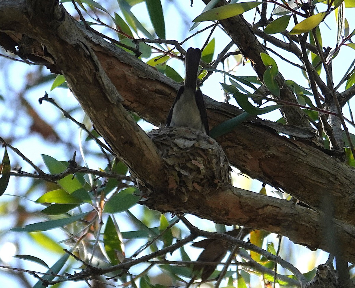 Leaden Flycatcher - ML641836446