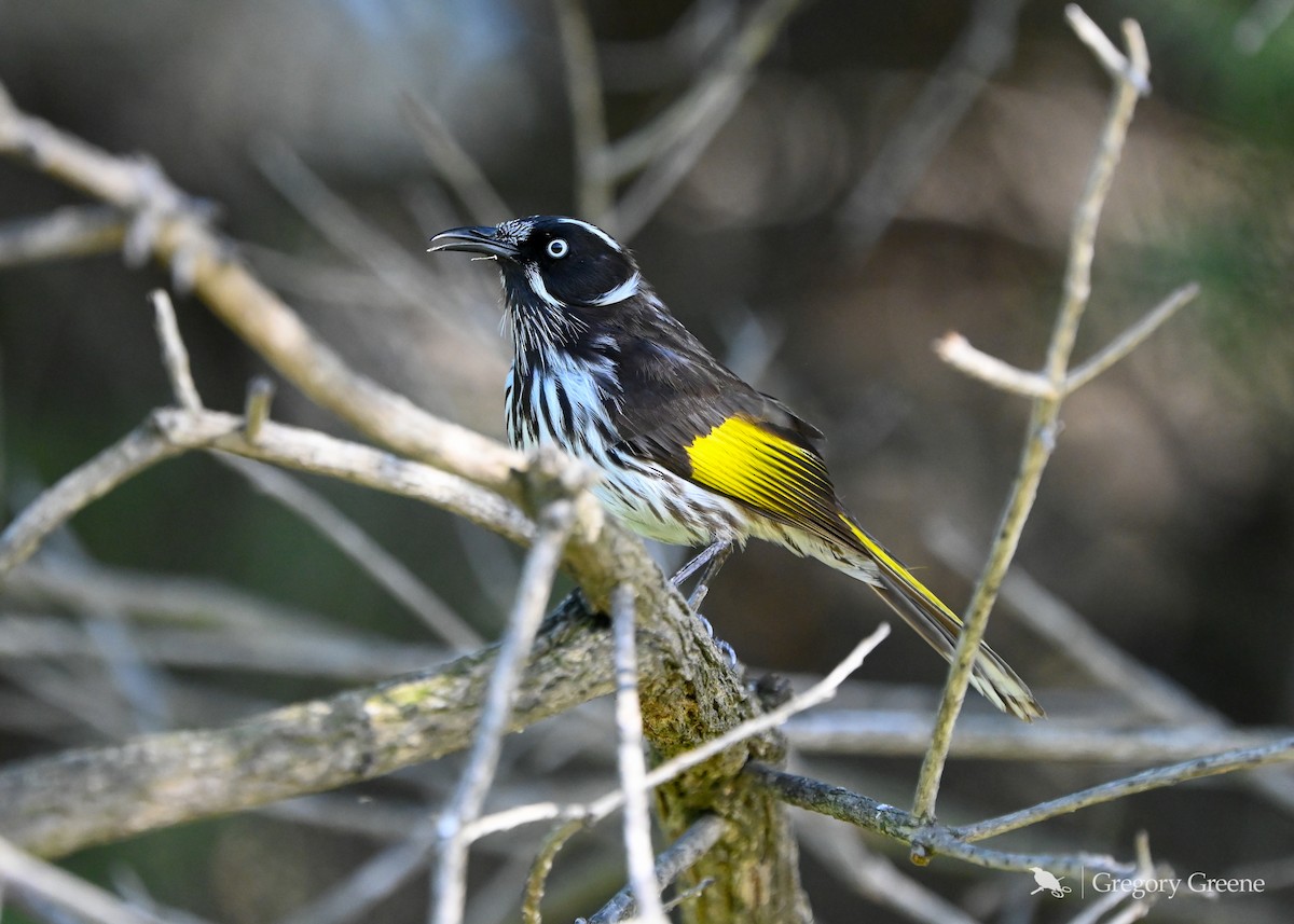 New Holland Honeyeater - ML641836448